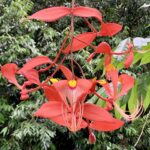 Kandy Cultural 3-Day Tour