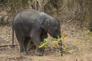 Yala Safari