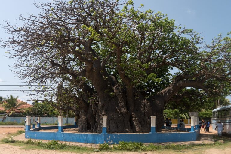 Mannar Baobab Tree Heritage