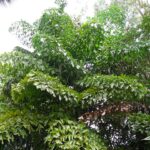 Kithul Treacle Heritage