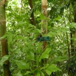 Kithul Treacle Village Experience