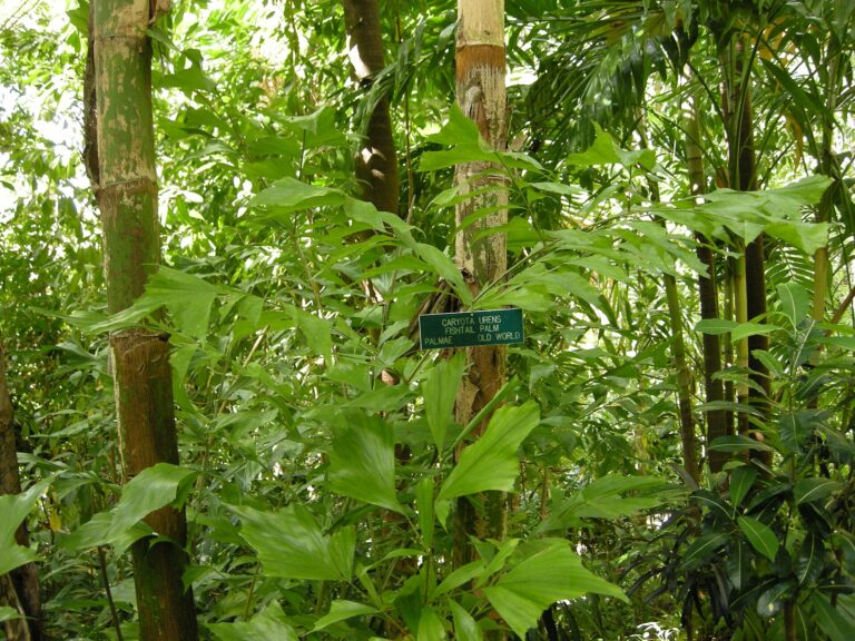 Kithul Treacle Village Experience