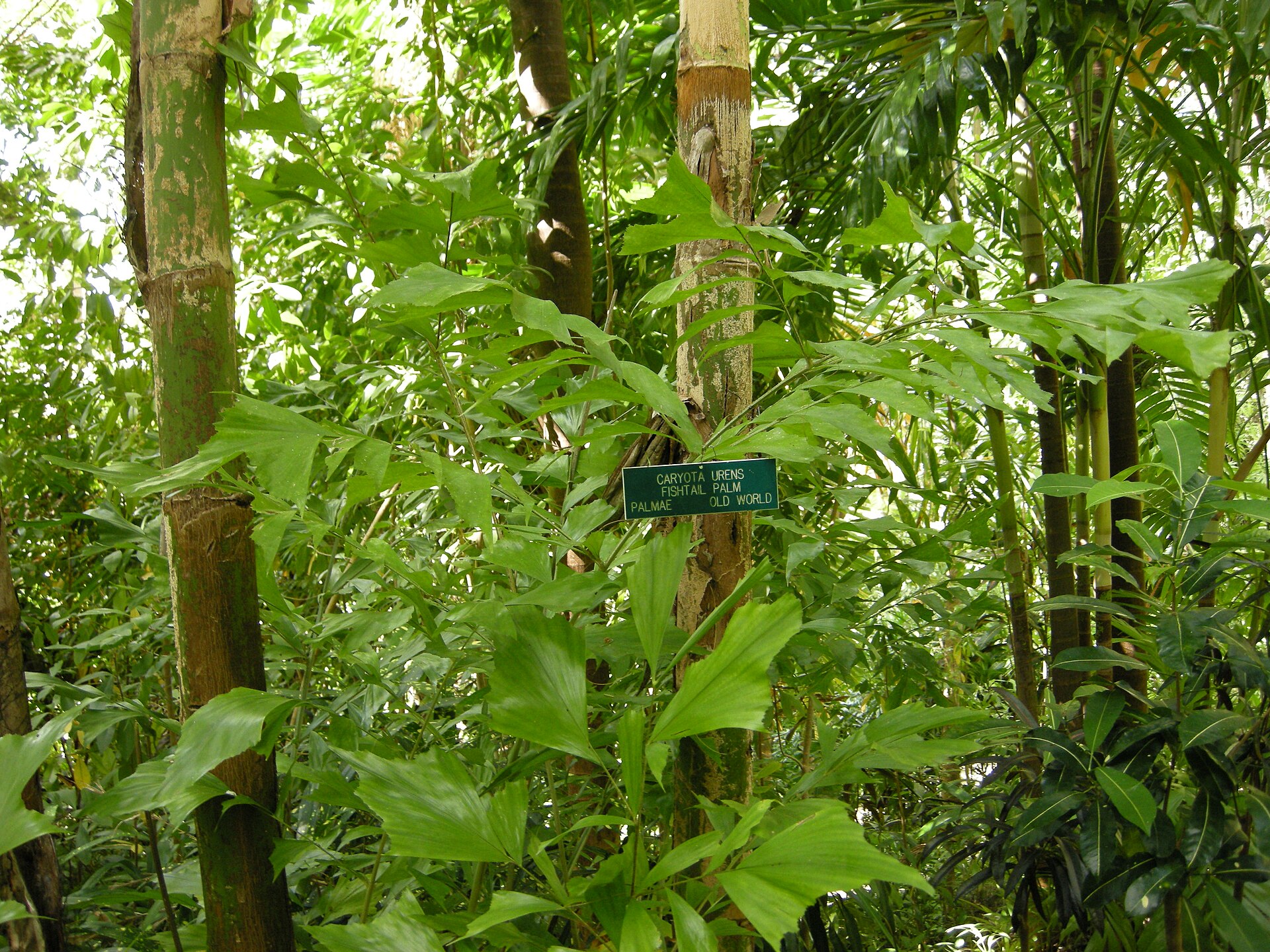 Kithul Treacle Village Experience