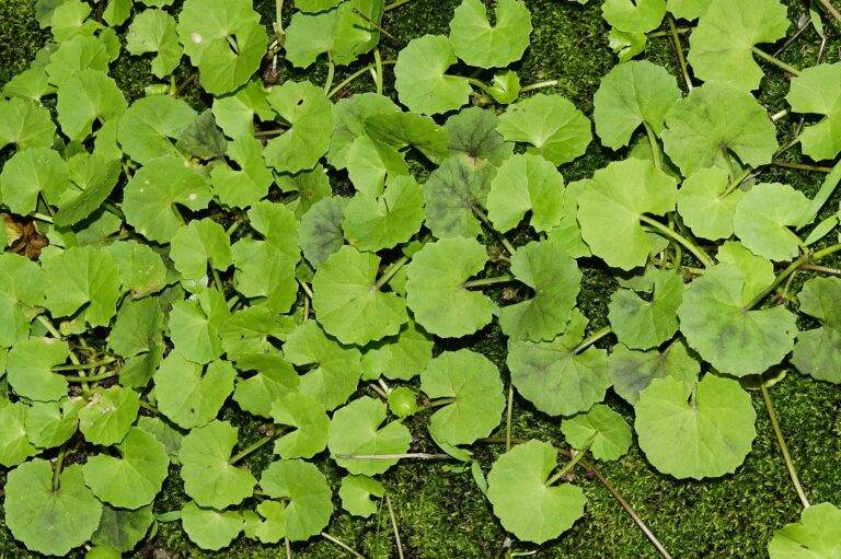 Gotu Kola
