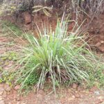 Lemongrass