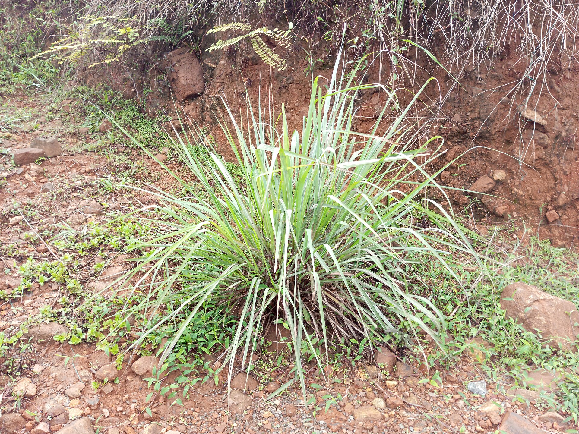 Lemongrass