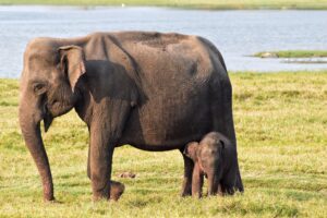 Polonnaruwa Heritage 3-Day Tour