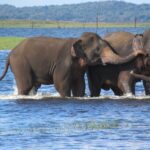 Kaudulla Elephant Safari