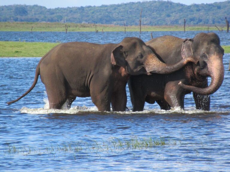 Kaudulla Elephant Safari