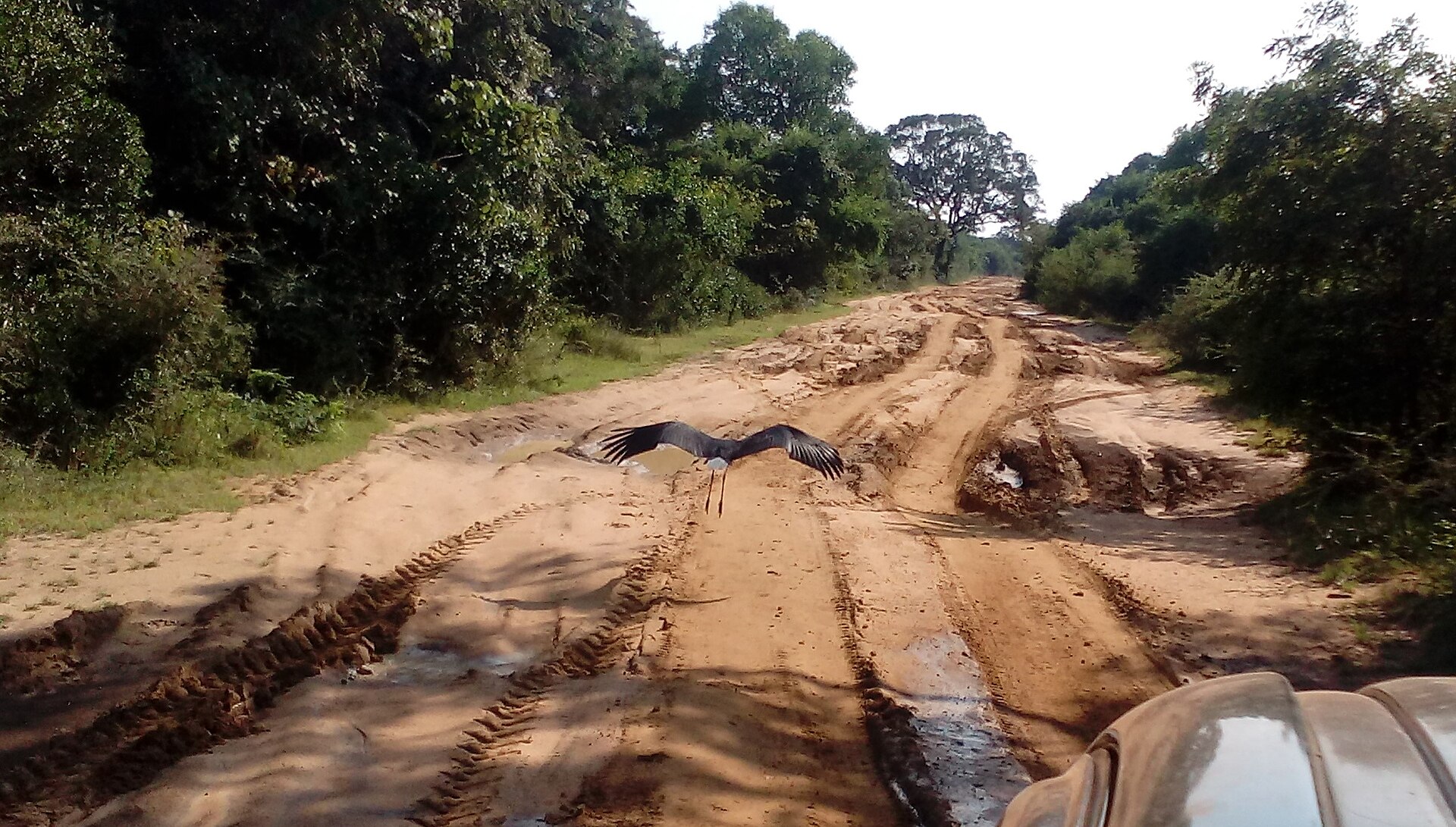 Wilpattu Safari