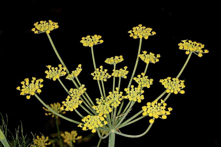 Fennel