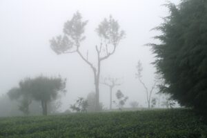 Tea Estate Wellness Walks