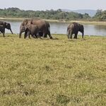 Minneriya Elephant Safari