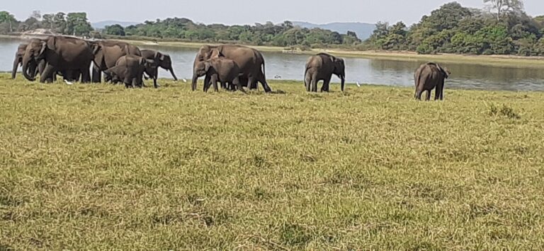 Minneriya Elephant Safari