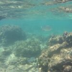 Hikkaduwa Snorkelling