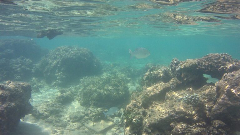 Hikkaduwa Snorkelling