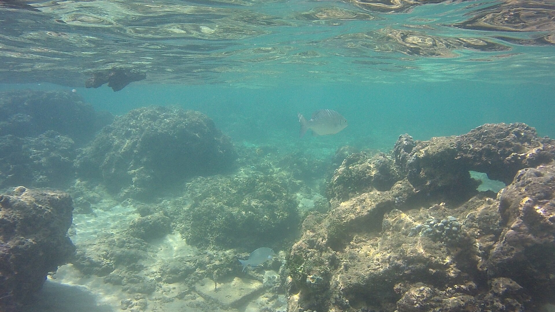 Hikkaduwa Snorkelling