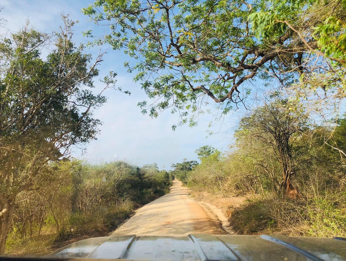 Luxury Wildlife 6-Day Safari Tour