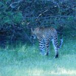 Wild Sri Lanka 8-Day Wildlife Tour