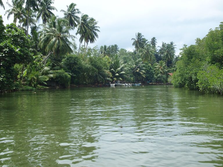 Madu Ganga Lagoon Boat Trip
