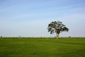 Traditional Rice and Grain Knowledge