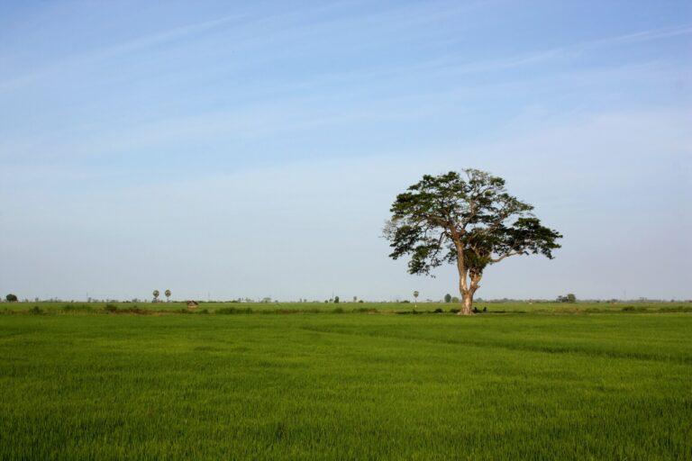 Traditional Rice and Grain Knowledge