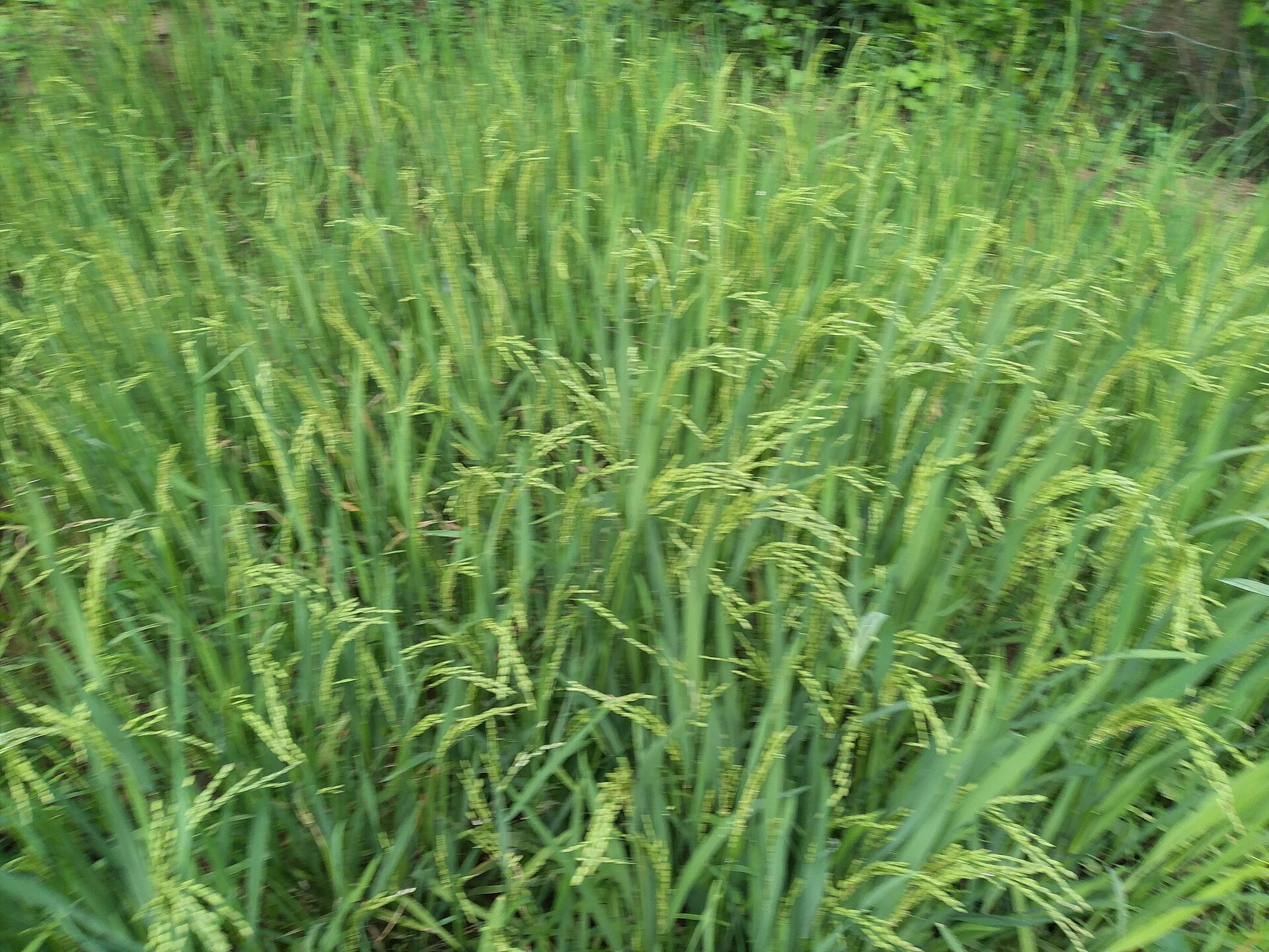 Paddy Field Cycling