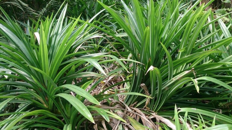 Pandan / Rampe