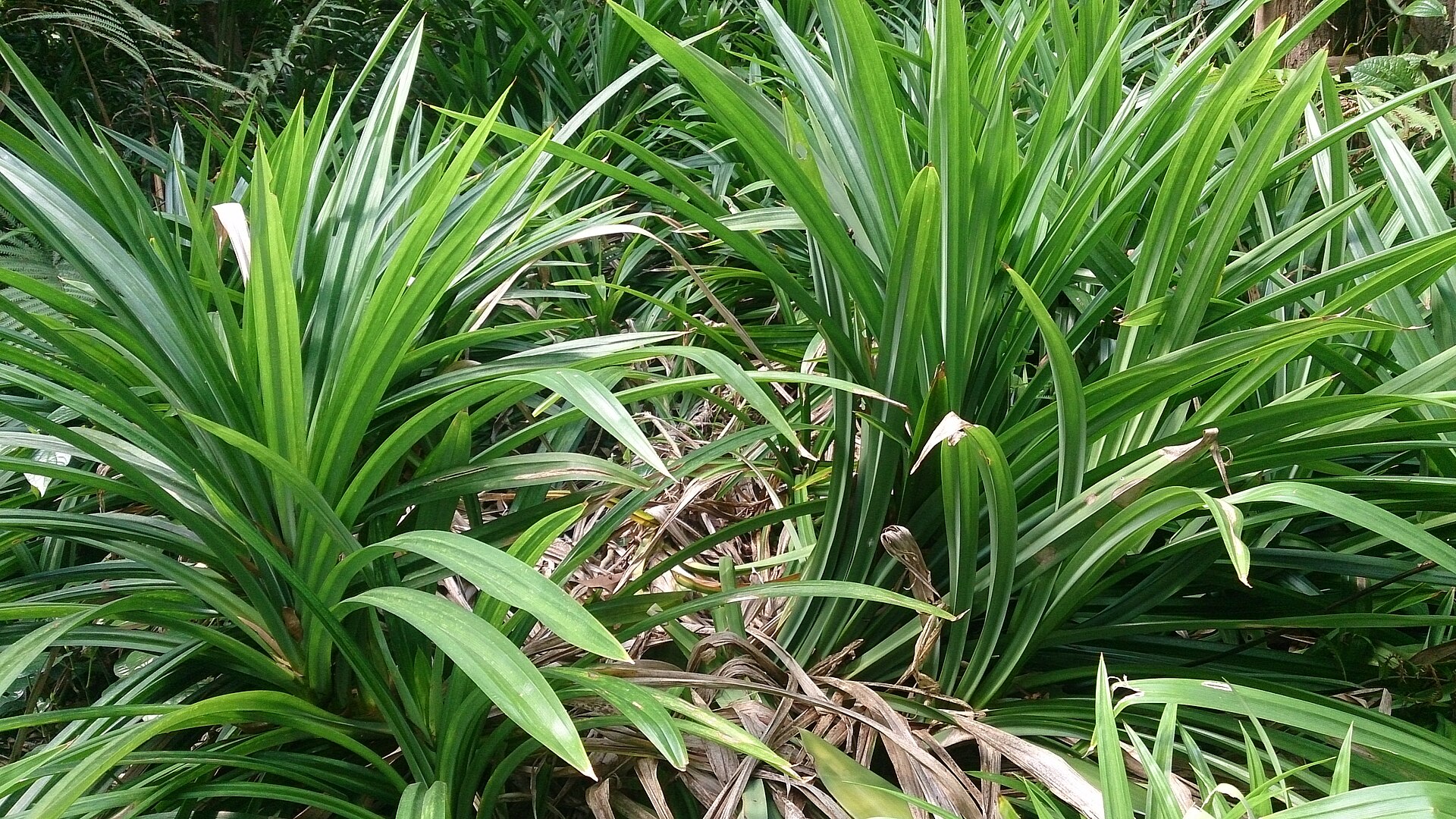 Pandan / Rampe