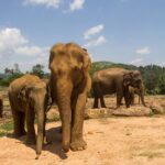 Family Sri Lanka 8-Day Journey