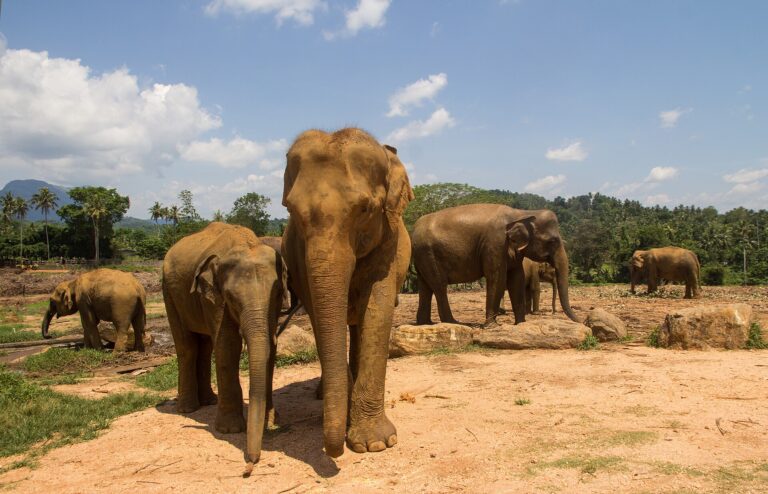 Family Sri Lanka 8-Day Journey