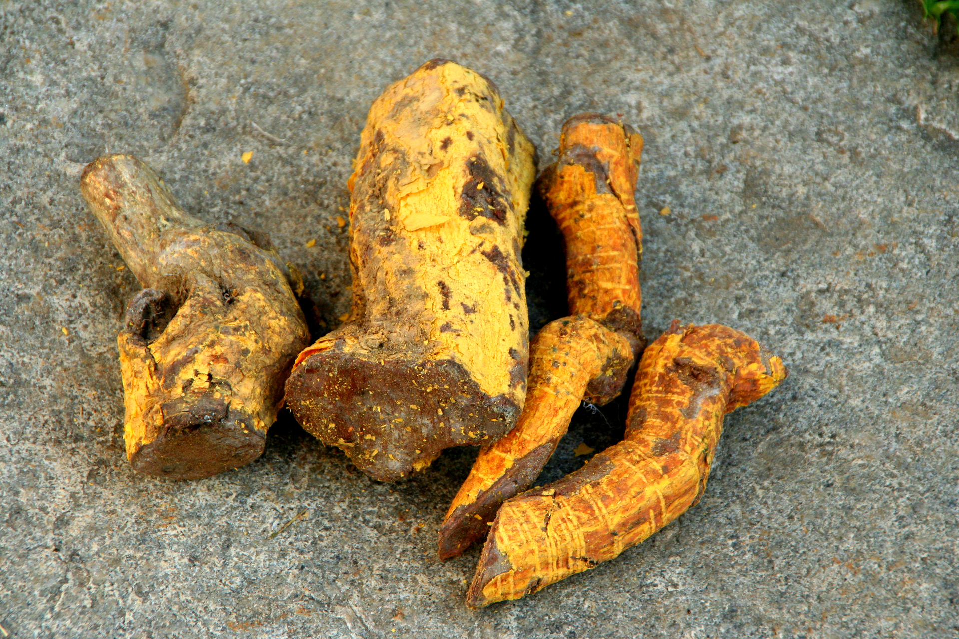 Kothala Himbutu