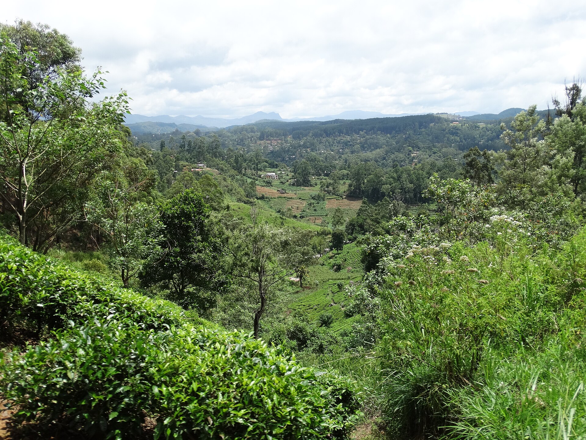 Kandy to Ella Scenic Train Journey