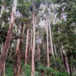 Forest Bathing / Nature Walks