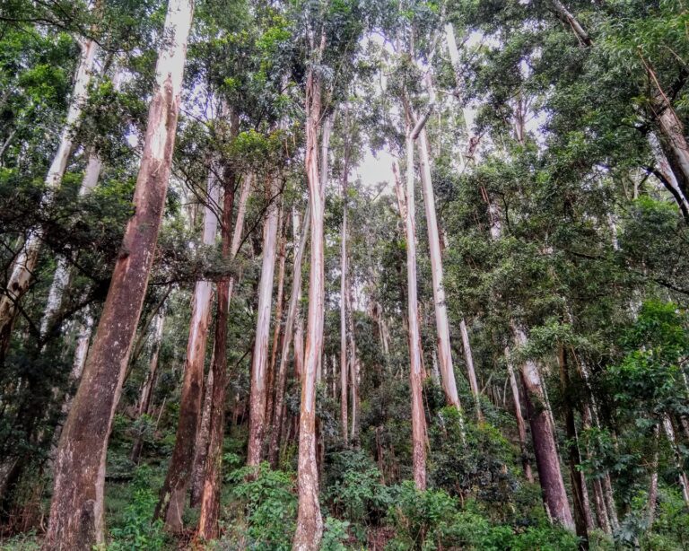 Forest Bathing / Nature Walks