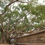 Temple and Pilgrimage 6-Day Tour