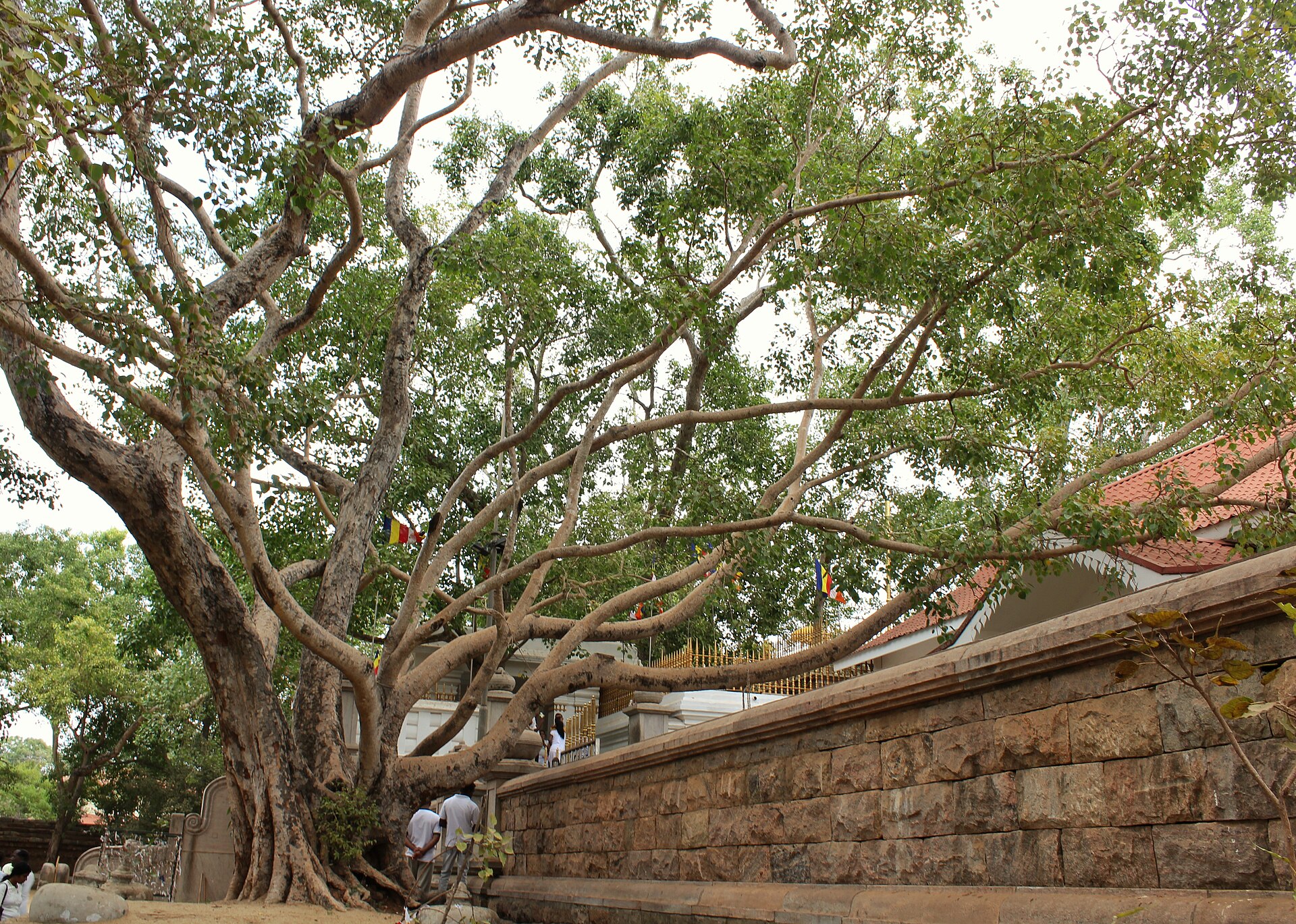 Temple and Pilgrimage 6-Day Tour