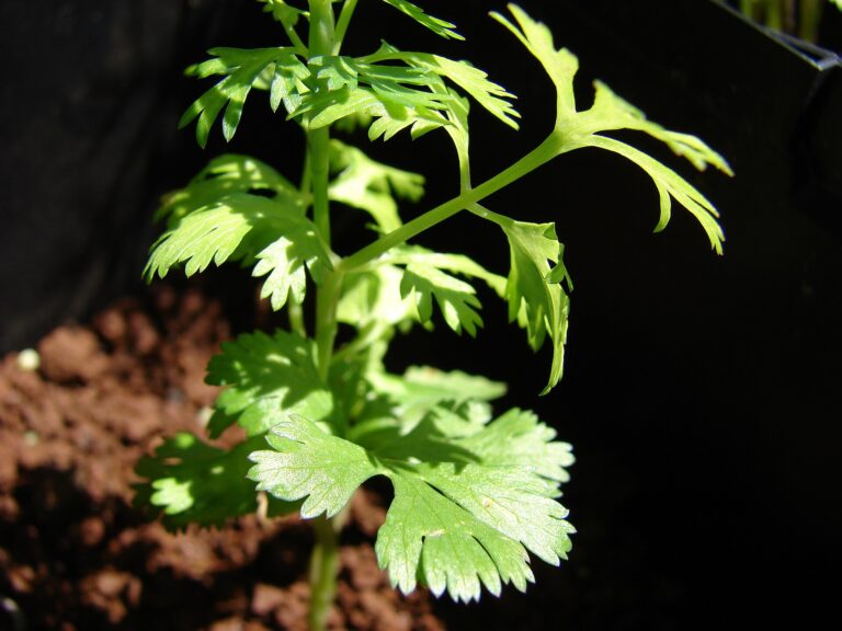 Coriander