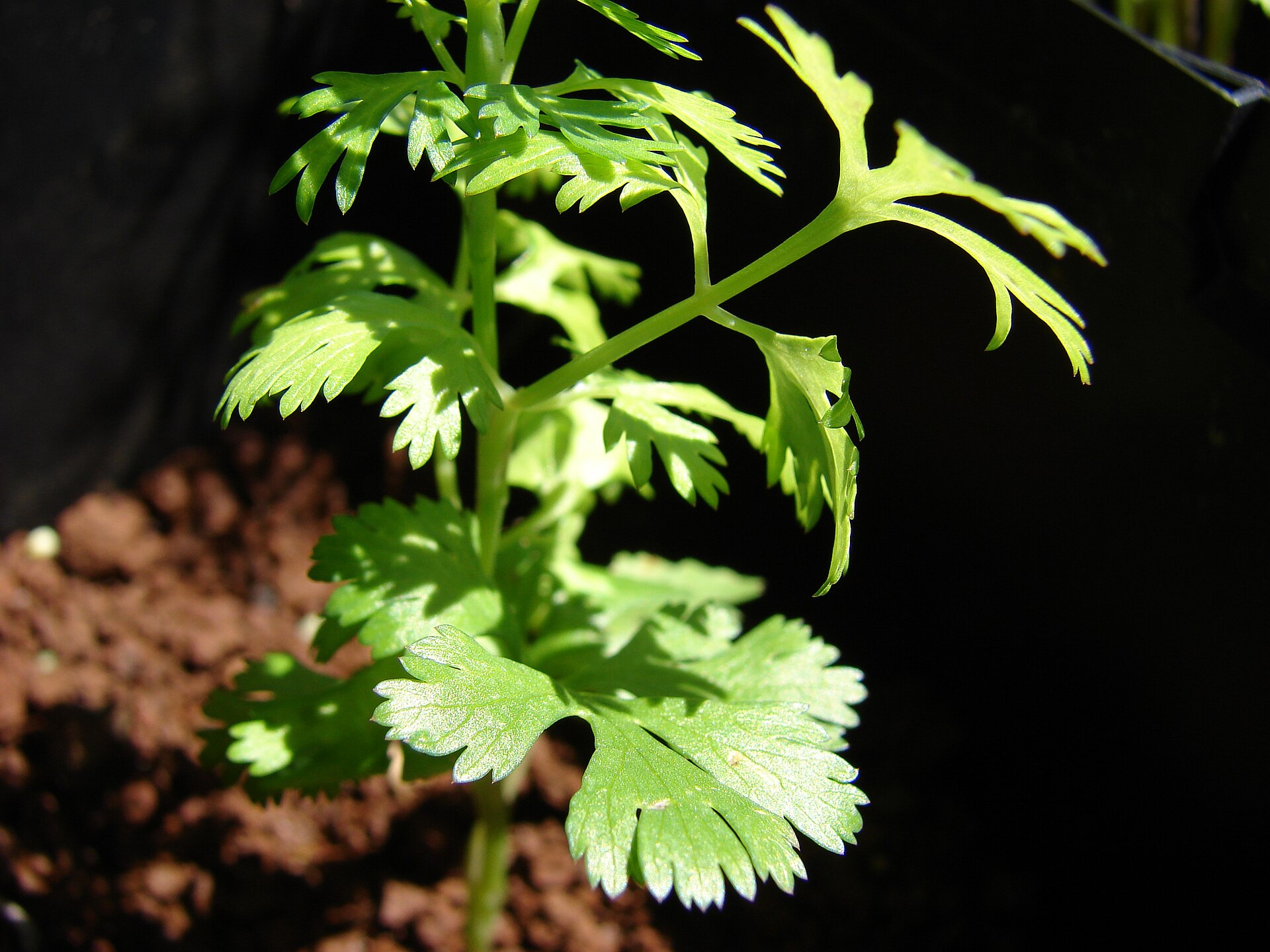 Coriander