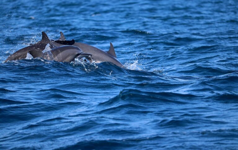 Dolphin Watching in Kalpitiya