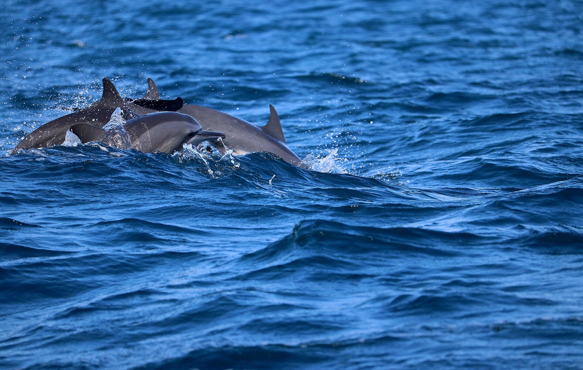 Dolphin Watching in Kalpitiya