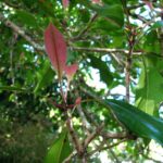 Clove