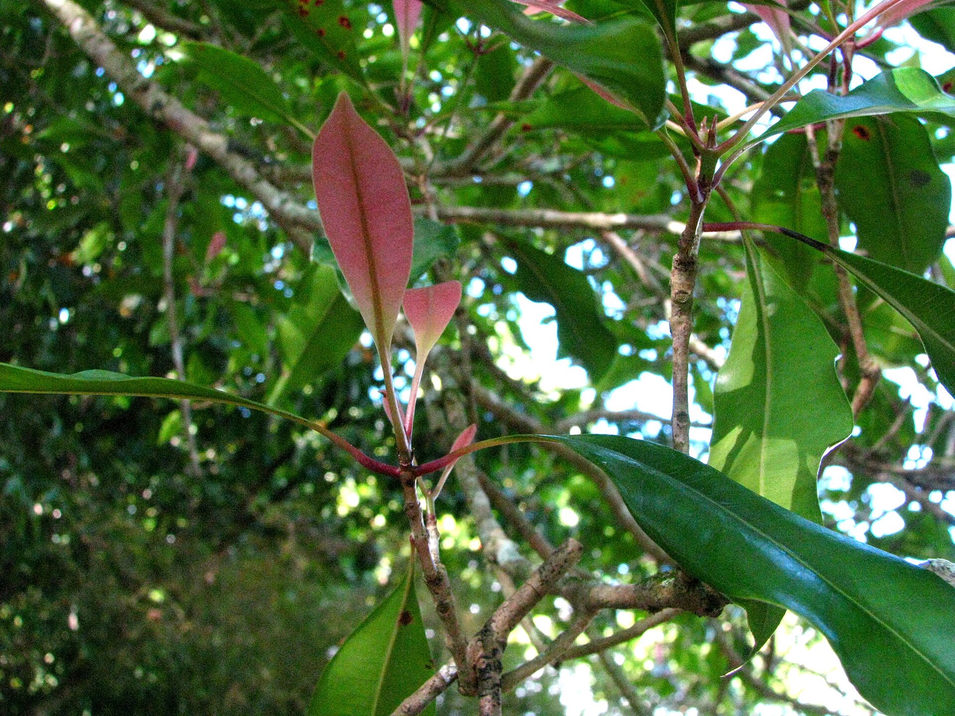Clove