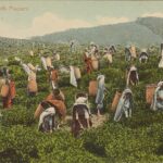 Tea Country and Colonial Heritage 6-Day Tour