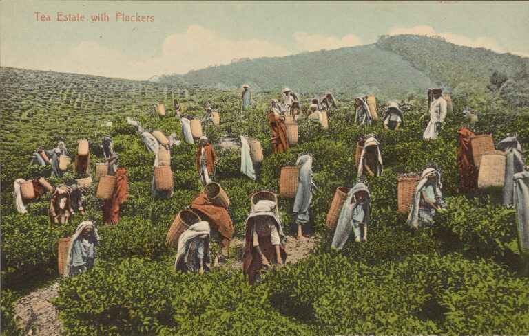 Tea Country and Colonial Heritage 6-Day Tour