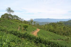 Hill Country Tea Trail 5-Day Tour