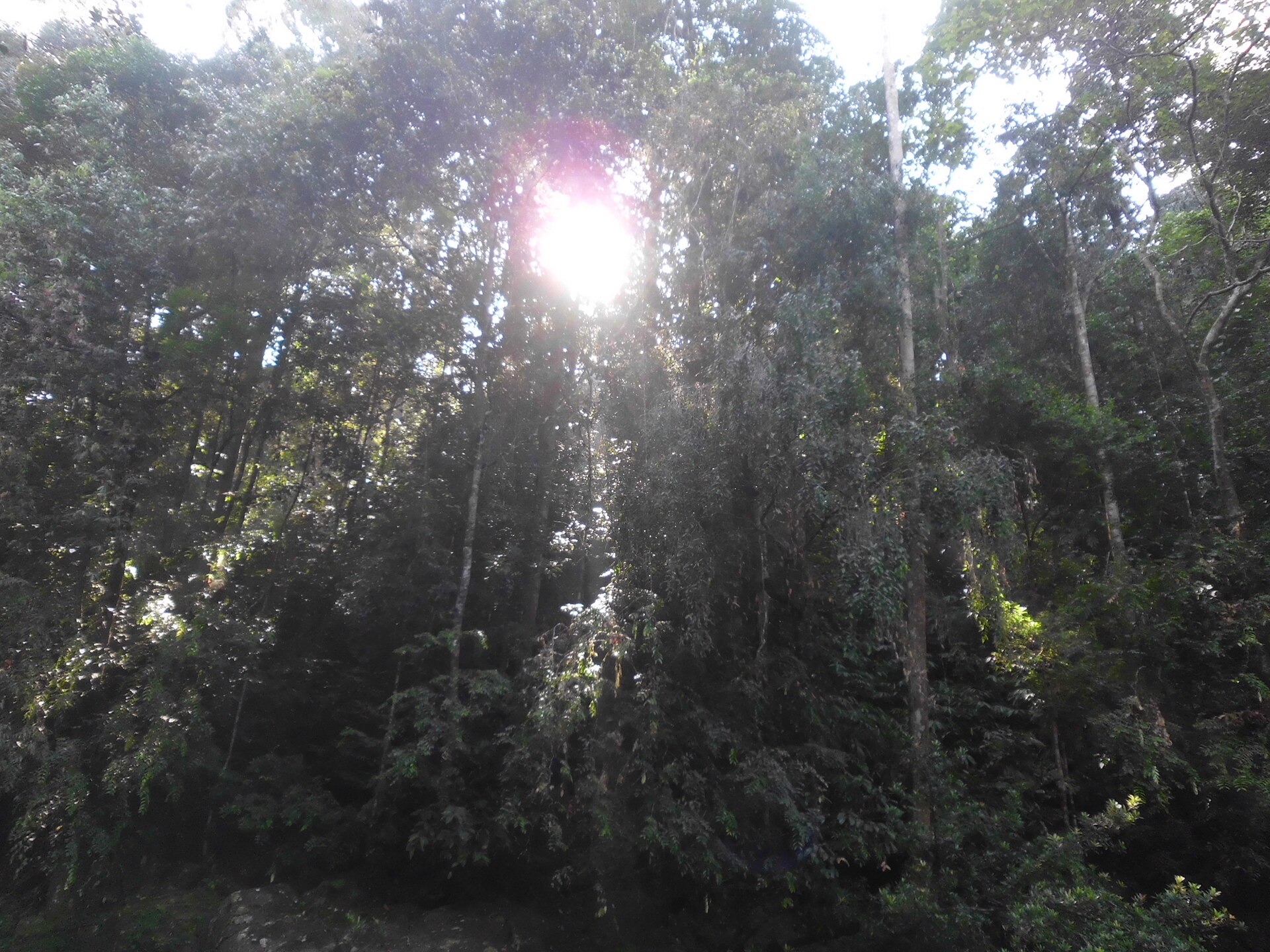 Sinharaja Rainforest Walk