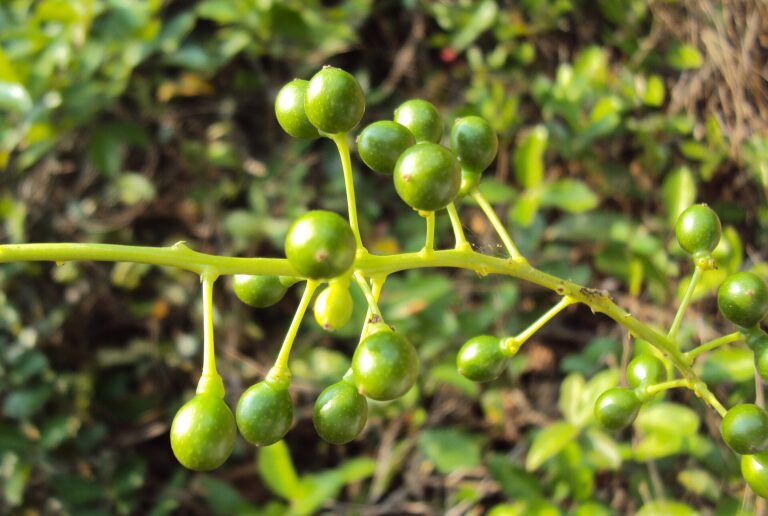 Rasakinda
