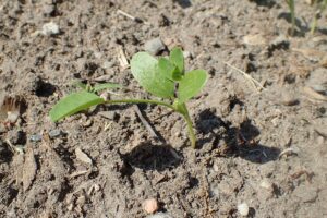 Fenugreek