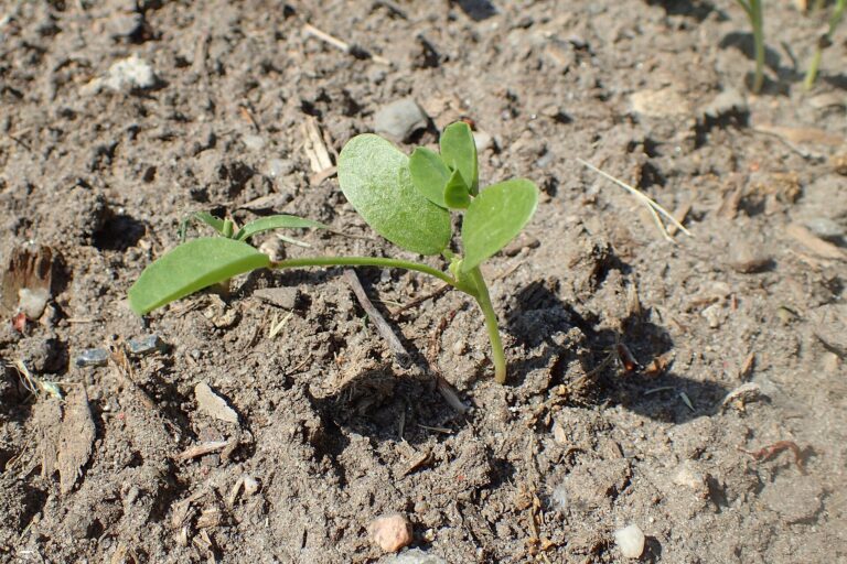 Fenugreek